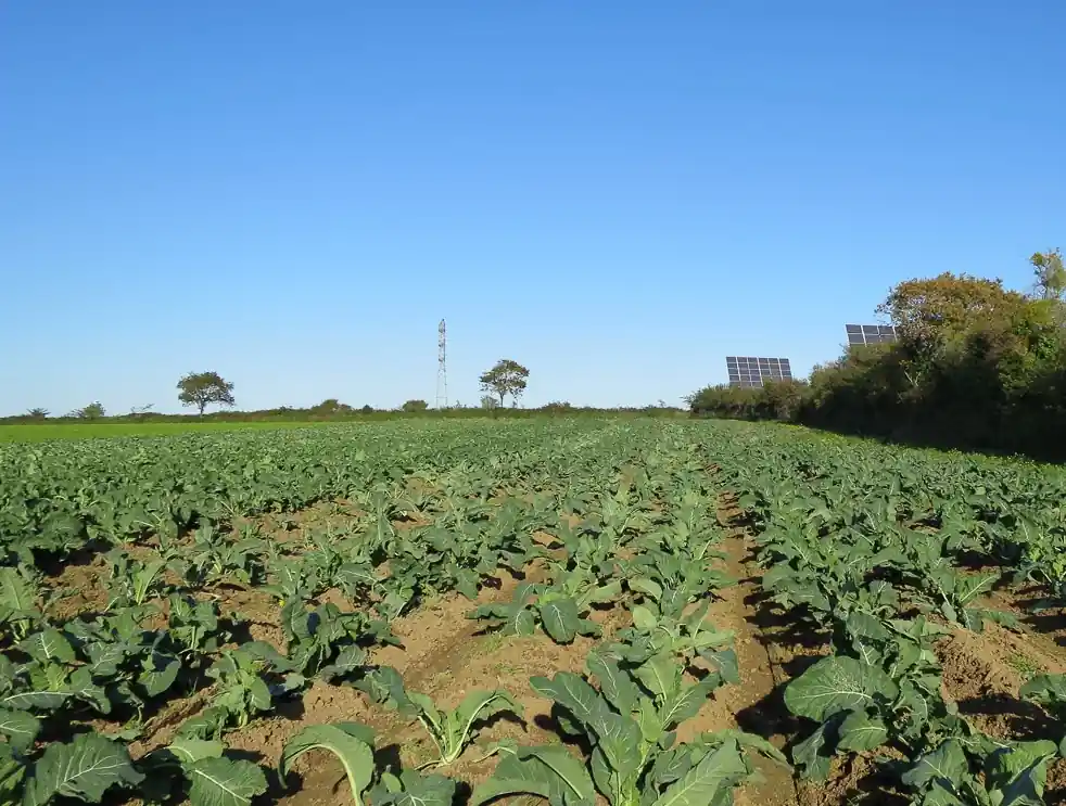 Direct producteurs 3