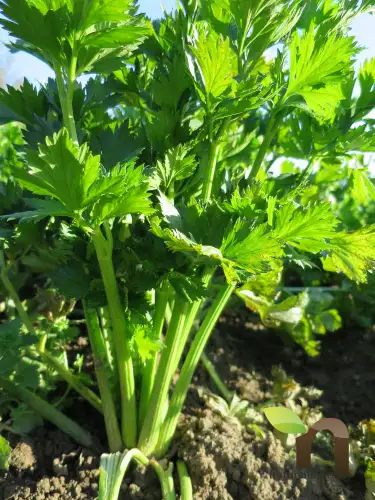 Direct producteurs 4